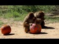 Pumpkins for Primates