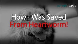 Ask.Vet Mosquito Bite! Is My Dog Going To Get Heartworms?