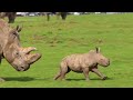 Watch this baby white rhino enjoy spring sunshine in UK zoo  - 00:31 min - News - Video