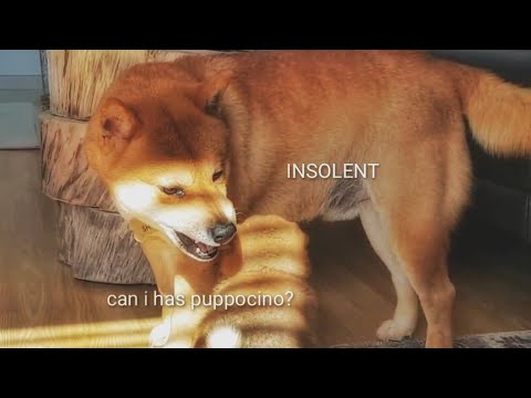 AMGERY daddo - the return Ep09 / Shiba Inu puppies (with captions)