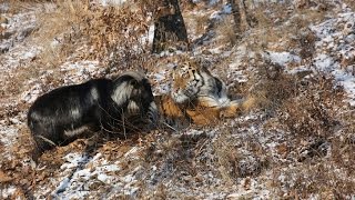 Амур и Тимур — друзья, а не хищник и жертва!