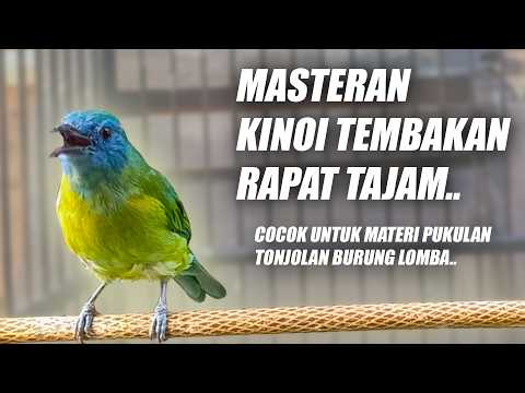 CUCAK KINOI GACOR FULL ISIAN TEMBAKAN SIRI SIRI MEWAH NEMBAK PANJANG JEDA SPEED RAPAT TAJAM PEDAS