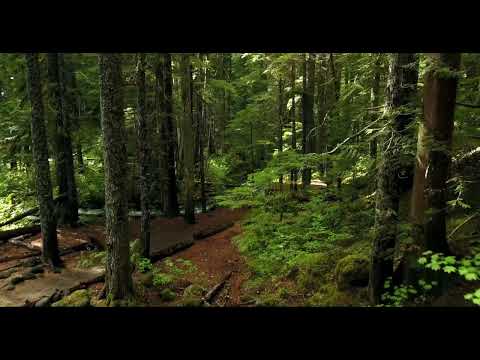 Walk in the forest - 30 min - 4K - Forest sounds for Relaxing, Focus or Deep Sleep
