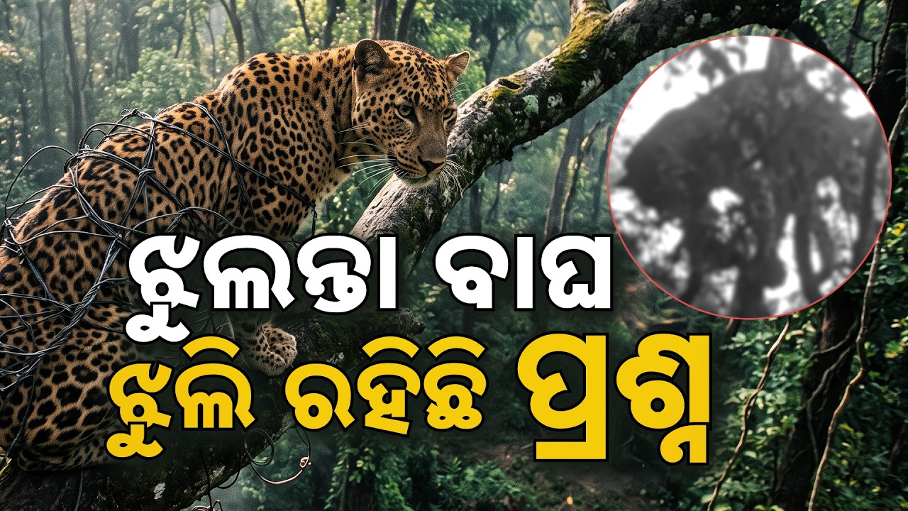 Ganjam Shocking News: Leopard Dead Body Found Hanging From Tree In Kabisuryanagar | Argus News