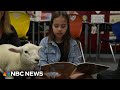 School builds literacy skills by having students read to lambs