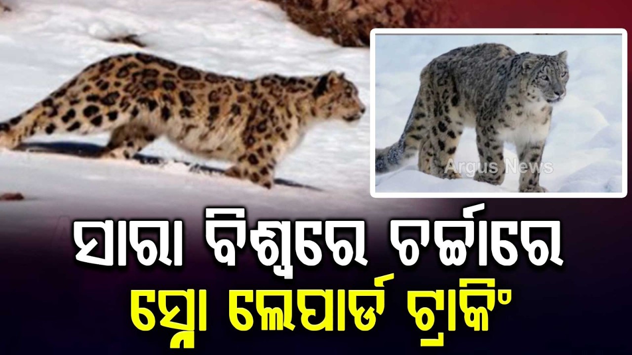 Ladakh's Snow Leopard Tracking Ranked World's 4th Best Wildlife Experience | Argus News