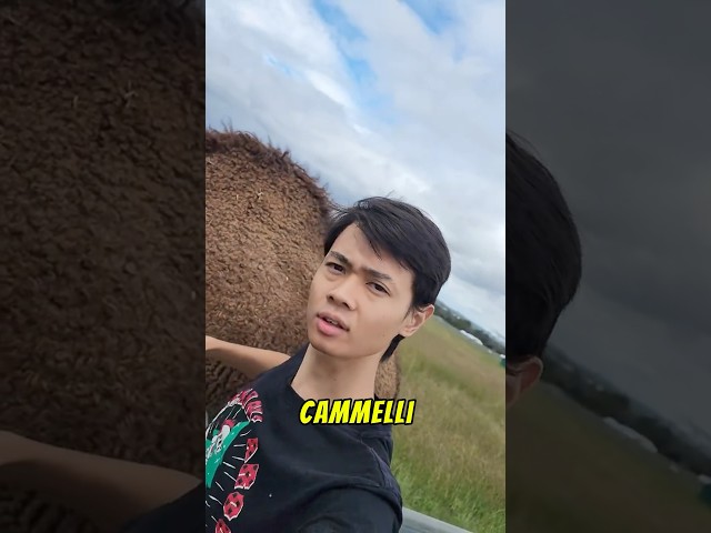 COSA NASCONDONO I CAMMELLI NELLA LORO GOBBA?