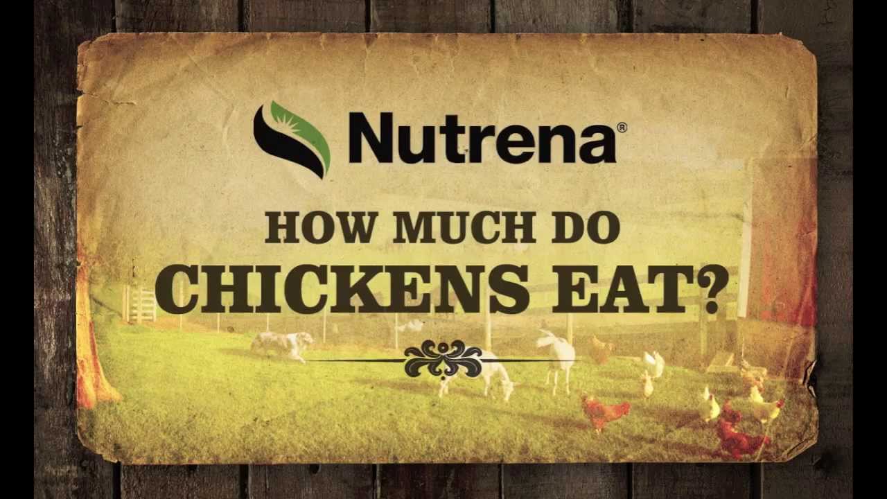 how-much-do-baby-chickens-eat-youtube