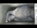 Viral video: Elephant calf gets stuck in open drain ,struggling to come out