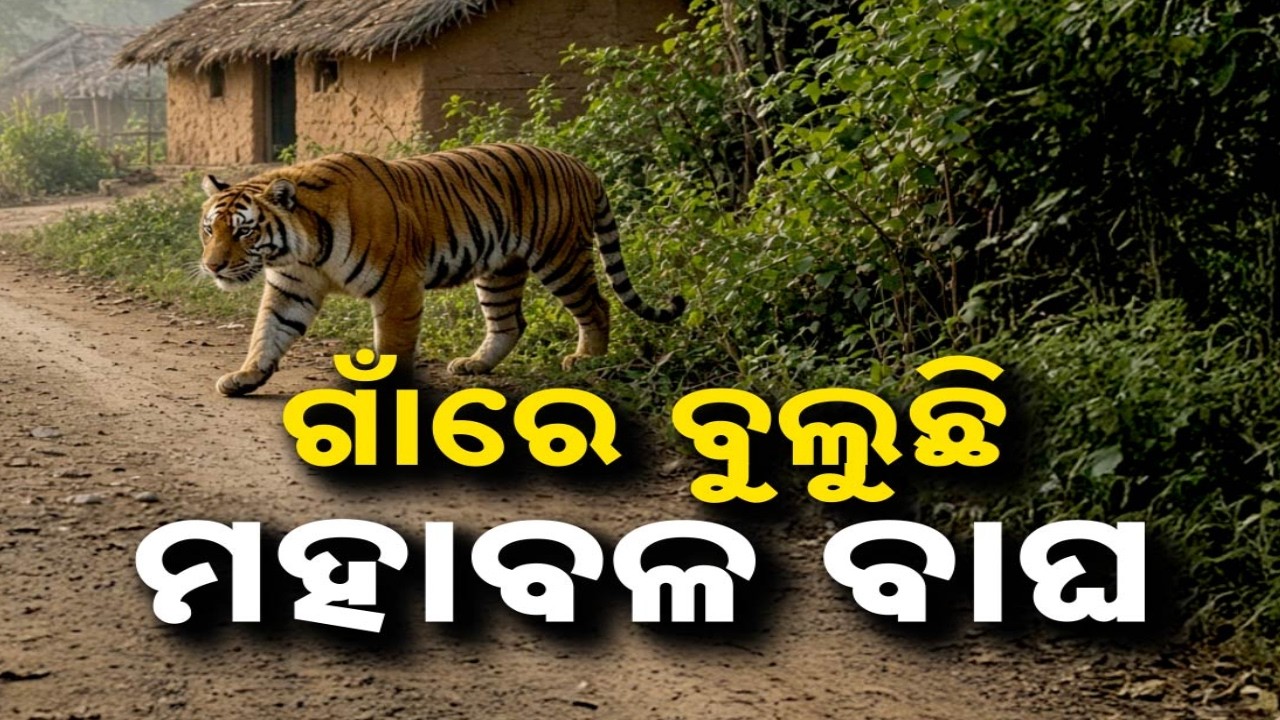 🔴Live | ଗାଁରେ ବୁଲୁଛି ମହାବଳ ବାଘ | Royal Bengal Tiger Enters Village In Karanjia | Argus News