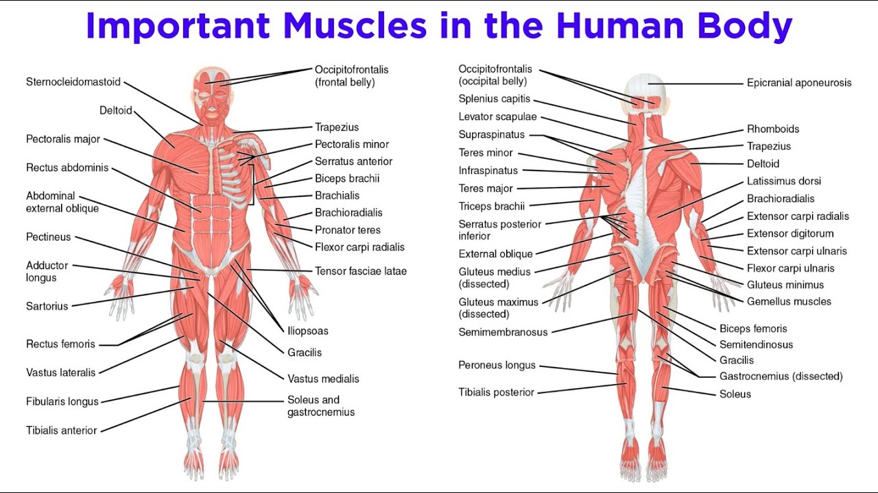 Cual es el musculo mas grande del cuerpo