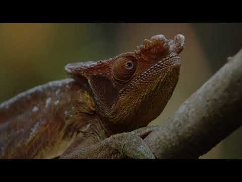 Nature on Tour: Madagascar'