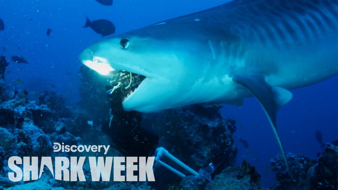 Tiger Sharks Surround Divers | Shark Week