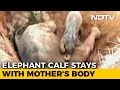 Elephant Calf Refuses To Leave Mother Who Died Trying To Save Him