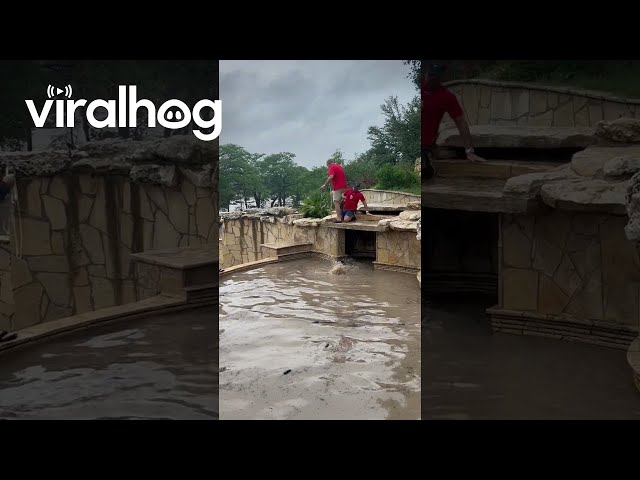 Deer Rescue in Texas Hill Country Flood 2025 || ViralHog