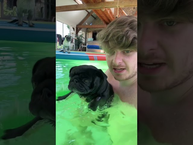 MES CHIENS FOND UNE COURSE DANS L’EAU 😱