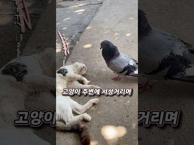 성격파탄자 비둘기의 최후
