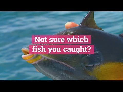 FishVerify: Identify Fish with an App