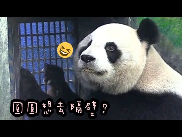 圓圓趴在網格一直看，圓圓想去隔壁探班？|熊貓貓熊The Giant Panda Yuan Yuan and Yuan Bao|台北市立動物園