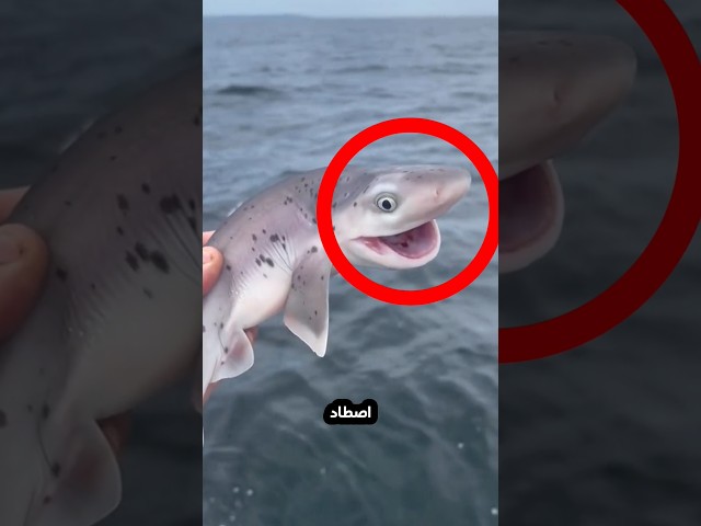 هذا القرش يحب الرجل للغاية!⭕😮