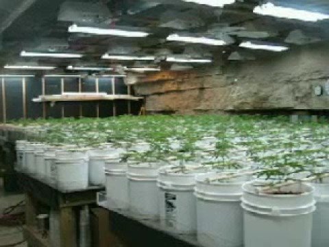 Extreme grow room cannabis - YouTube