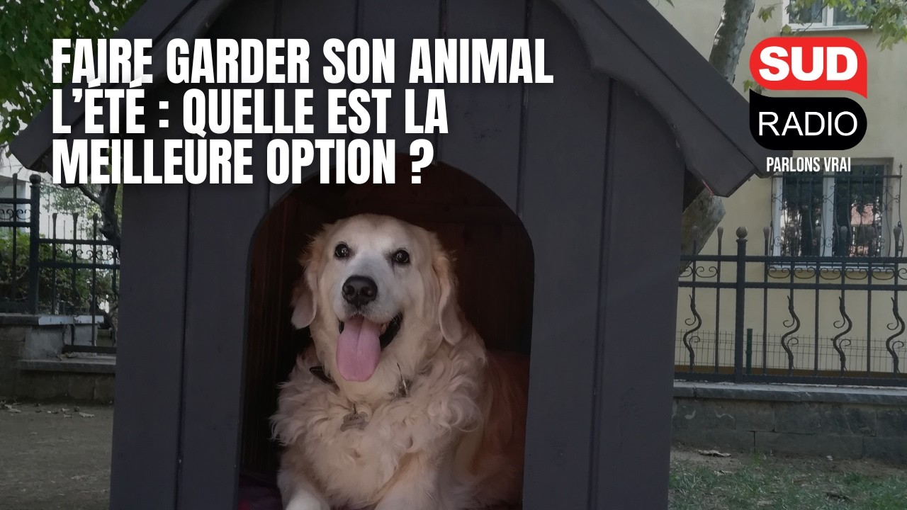 Pension, chenil, particulier : quelle est la meilleure solution pour faire garder son animal ?