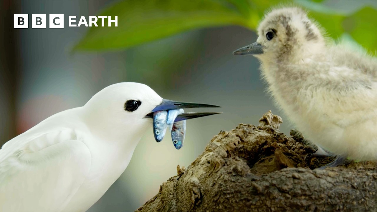 Earth's Spectacular Island Wildlife | BBC Earth