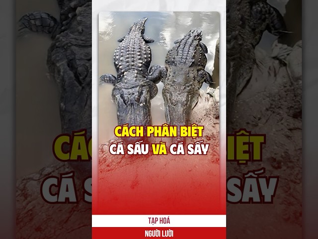Mẹo phân biệt cá sấu và cá sấy
