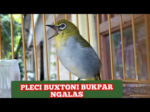 Pleci Buxtoni Gacor Full Tembakan Kenari || kicau pidong