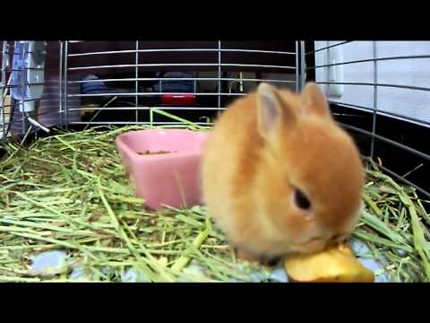 Image result for bunny apples