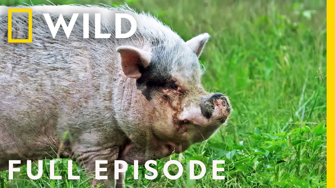 Potbellied Pigs Put Up a Fight (Full Episode) | The Hatcher Family Dairy