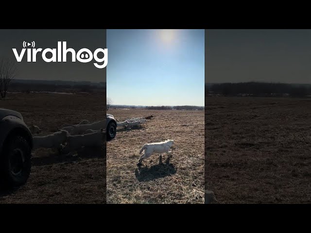 A Car Full of Dogs Gets Released for a Run || ViralHog