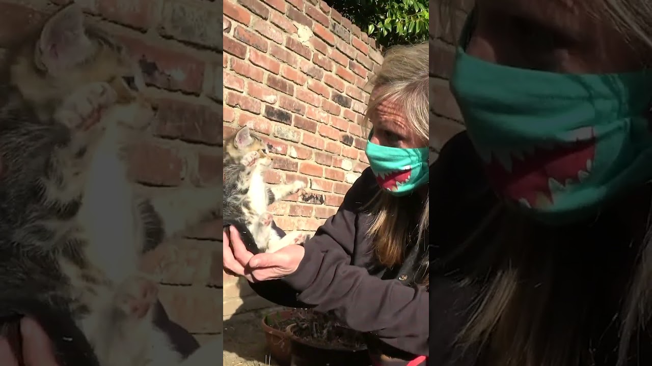 So many kittens inside a ROCK!