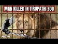 Tirupati Lion Attack | Man Enters Lions Enclosure In Tirupati Zoo, Mauled To Death