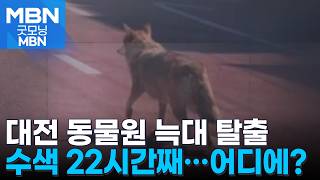 대전 동물원 탈출 늑대, 밤샘 수색에도 행방 오리무중 [굿모닝 MBN]