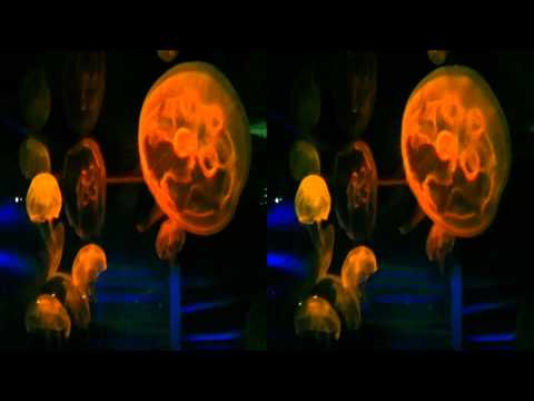 Jellyfish on Display -Bloggie 3D HD (yt3d:enable=true)