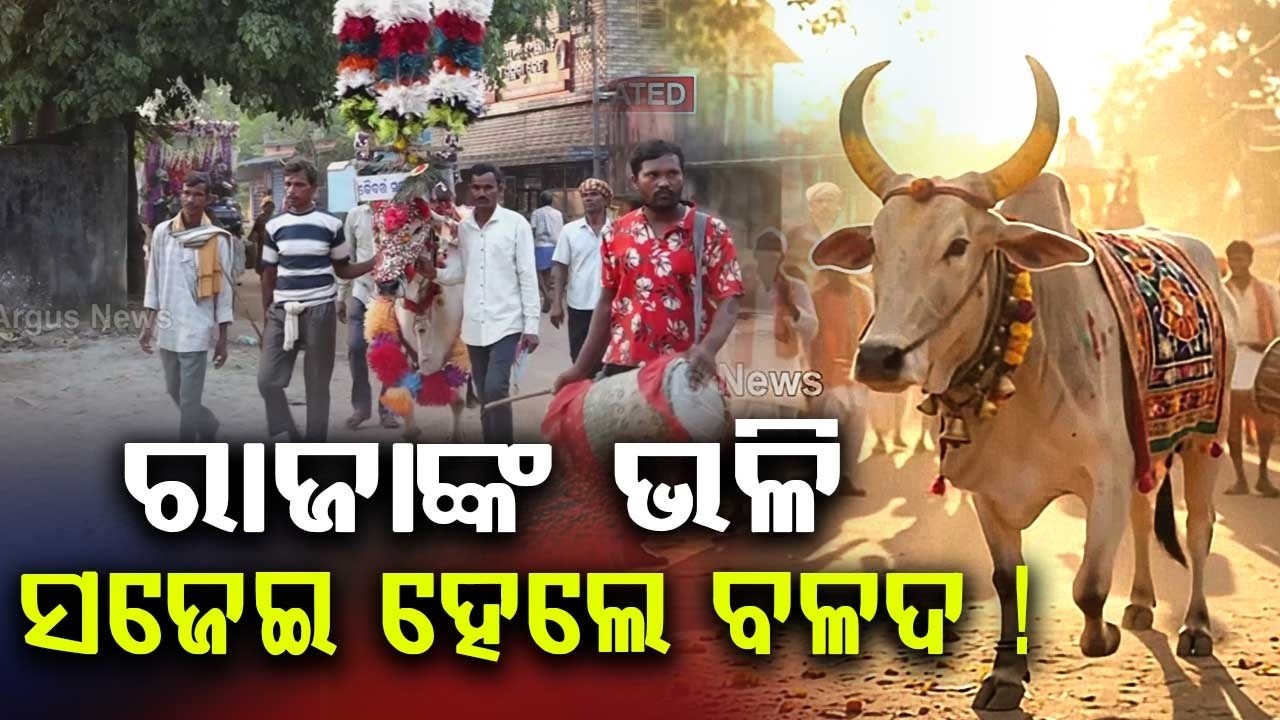 ରାଜା ଭଳି ସଜେଇ ହେଲେ ବଳଦ | Unique Balada Jatra Celebrated In Bhuban, Dhenkanal | Argus News