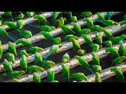 Птичарот од Индија кој храни 4000 диви папагали секој ден