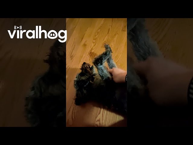 Alana Is Normally Quiet and Subdued, Except When She Greets Me || ViralHog