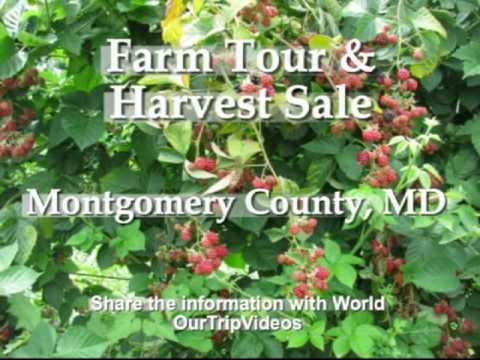 Pictures of Farm Tour and Harvest Sale, Montgomery County, MD, US