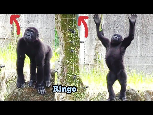 Ringo Tries Everything to Jump Into the Tree—What a Struggle! 😆🤣林戈想盡辦法跳上樹，搞笑又努力，超好笑！🌳💪