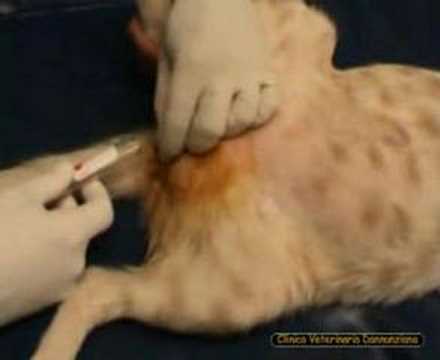 Urinarni sindrom mačaka (FLUTD)