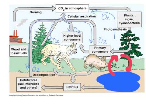 Carbon and Nitrogen Cycles