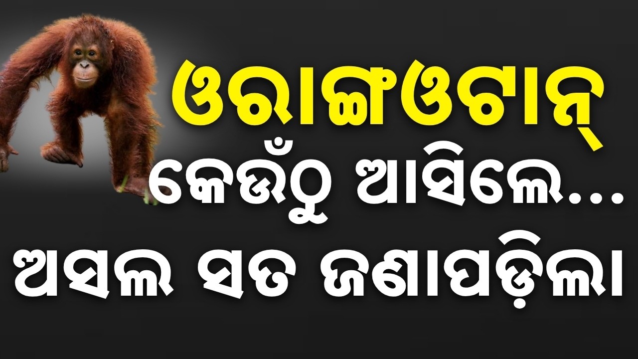 ଓରାଙ୍ଗଓଟାନ୍ ପଛର ସତ | Orangutan Smuggling Racket In Odisha: STF Probes Black Thar CCTV Footage