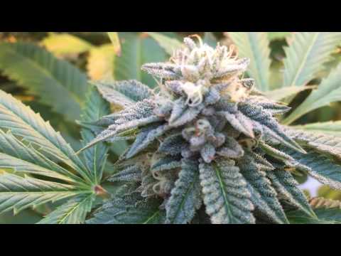 Alien Dawg | From the Soil - Flower Hour