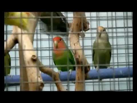 Veliki papagaji		