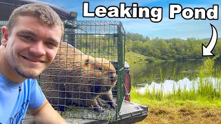 I Relocated Beavers into an Abandoned Pond To Fix It!