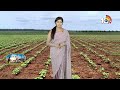 Methods of Weed Control in Cotton | పత్తిలో కలుపు అరికట్టే పద్ధతులు | Matti Manishi | 10TV News  - 07:39 min - News - Video
