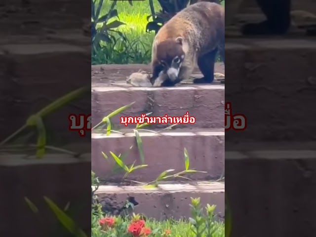 กินตัวอะไรเข้าไป #สัตว์ #ไวรัล #สัตว์โลกน่ารัก #ป่าเขา #ชาวบ้าน #เดินป่า #ธรรมชาติ #สวน #เหยื่อ
