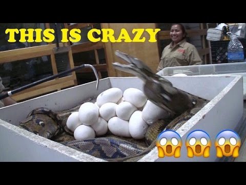 World's First Baby Pythons Delay Flight to SAUDI ARABIA
